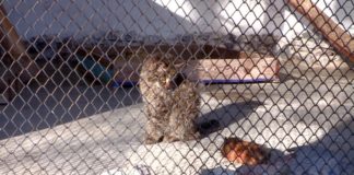 История шымкентской степной кошки и морской свинки закончилась плачевно