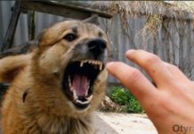 28 сентября – всемирный день борьбы против бешенства