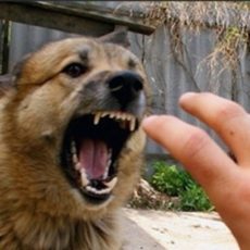 28 сентября – всемирный день борьбы против бешенства