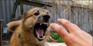 28 сентября – всемирный день борьбы против бешенства