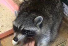 В Шымкенте можно купить все. Даже енота