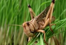 Борьбу с марокканской саранчой усилят в Туркестанской области