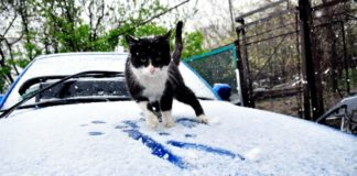 Снегопад в Шымкенте удивил горожан