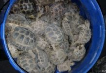 4 100 конфискованных на границе черепах выпустили на волю в Туркестанской облсти