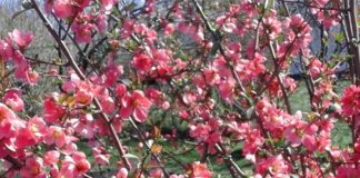 Топ-10 красивых цветов и цветущих деревьев Шымкента