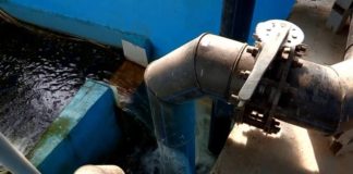 Что получится, если совместить клубнику с рыбой?
