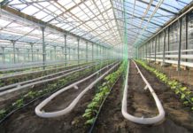 Не дождавшись субсидий, фермеры Шымкента начали посевную кампанию