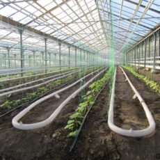 Аким Туркестанской области познакомился с тепличными условиями Сарыагашского района