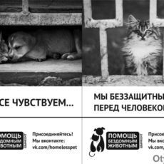 Животные тоже чувствуют боль