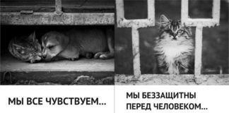 Животные тоже чувствуют боль