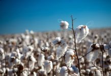Огромные убытки терпят хлопкоробы Туркестанской области
