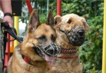 В Шымкенте за собаку без намордника оштрафуют хозяина