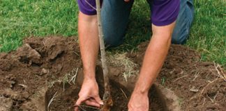 В ЮКО посадили более 26 тысяч саженцев