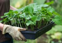 Рассаду – на ПМЖ