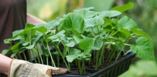 Рассаду – на ПМЖ