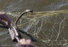 Служба охраны принимает участие в браконьерстве на Коксарайском контррегуляторе