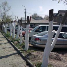 И снова срубленные деревья в Шымкенте