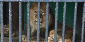 Новый скандал разгорелся в шымкентском зоопарке