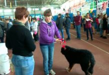 Собаки всех пород и размеров собрались на выставке в Шымкенте
