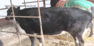 «Экстренный вызов»: происшествия в Шымкенте и ЮКО от 21 апреля 2016 года