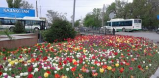 Как сберечь луковицы тюльпанов