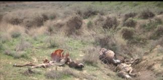 Шкуры и уши стали причиной убийства двух десятков ослов в ЮКО