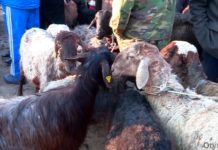 Скотину без бижутерии не пустят на рынки Шымкента