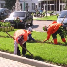 В Шымкенте на смену тюльпанам пришли 150 тысяч летников