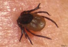 Профилактика и меры предосторожности против ККГЛ в Шымкенте