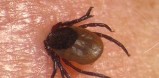 В ЮКО клещи продолжают атаковать жителей