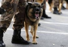 Ввоз наркотиков на границе пресекла служебная собака «Имерек»