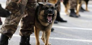 Служебная собака «Джайла» пресекла ввоз наркотиков на границе