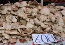 Грибной «бум» в Шымкенте