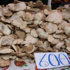 Грибной «бум» в Шымкенте