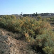 150 часов общественных работ за срубленное дерево