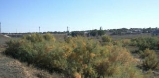 150 часов общественных работ за срубленное дерево