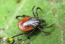 Не кусай меня, клещ!