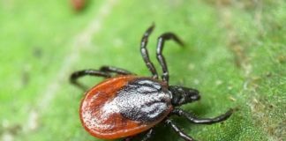 В ЮКО, где ситуация по ККГЛ остается неблагополучной, все еще нет препаратов для обработки от клещей