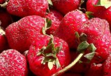 В Туркестанской области стартовал сбор клубники