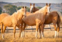В ЮКО барымтачи угнали три табуна лошадей
