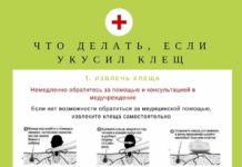 Что делать, если укусил клещ