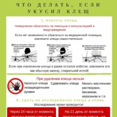 Что делать, если укусил клещ