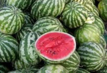 Как выбрать арбуз и не отравиться – рекомендации Минздрава