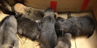 В Шымкенте на глазах у детей застрелили собаку