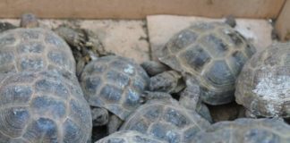 В ЮКО 7000 контрабандных черепах выпустили на природу