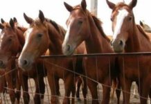 Пастух распродал чужих лошадей на 4 млн тенге