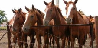 Пастух распродал чужих лошадей на 4 млн тенге