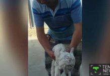 В ЮКО родился двухголовый козленок