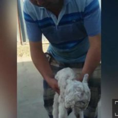 В ЮКО родился двухголовый козленок