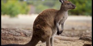 Необычные животные – кенгуру